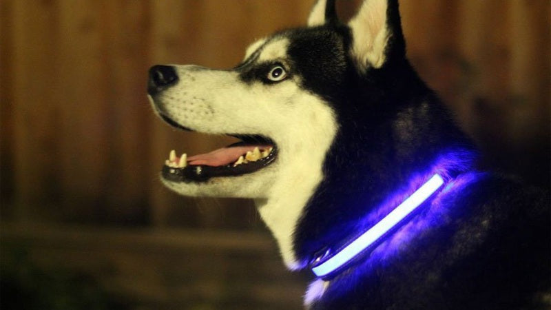 Collare Luminoso LED per Cani