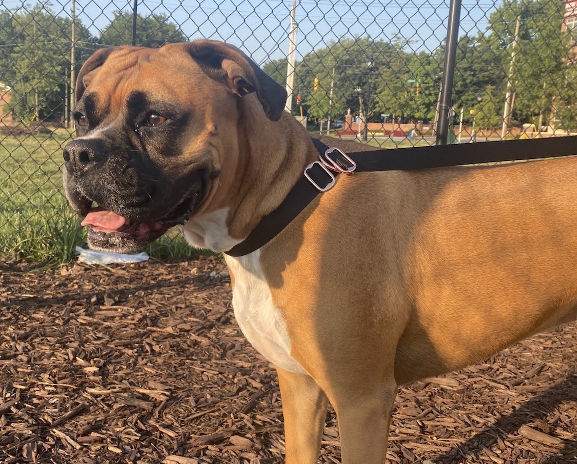 3 IN 1 COLLARE GUINZAGLIO PETTORINA