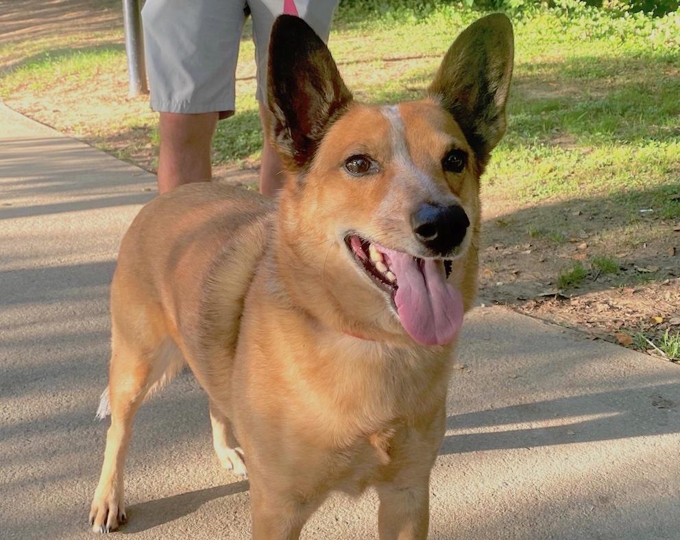 3 IN 1 COLLARE GUINZAGLIO PETTORINA