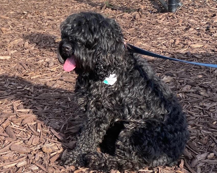 3 IN 1 COLLARE GUINZAGLIO PETTORINA