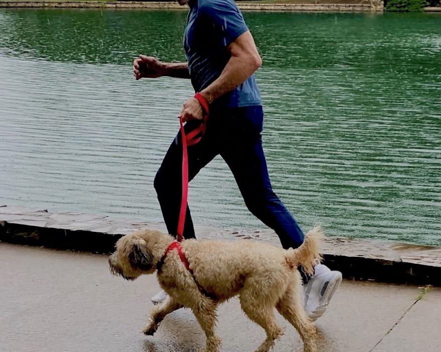 3 IN 1 COLLARE GUINZAGLIO PETTORINA