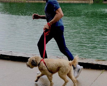 3 IN 1 COLLARE GUINZAGLIO PETTORINA