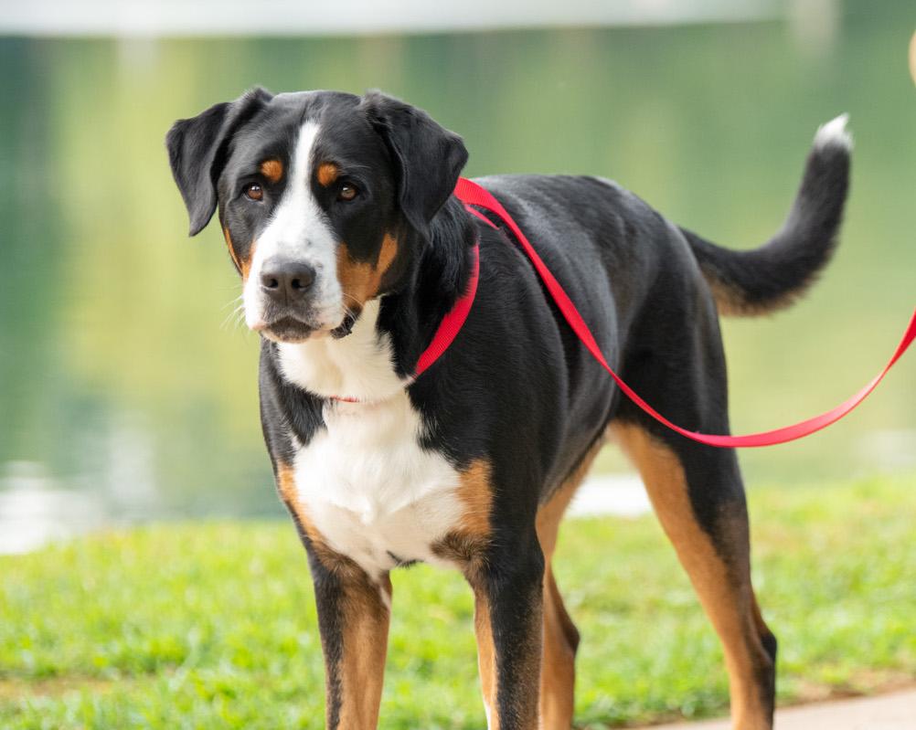 3 IN 1 COLLARE GUINZAGLIO PETTORINA