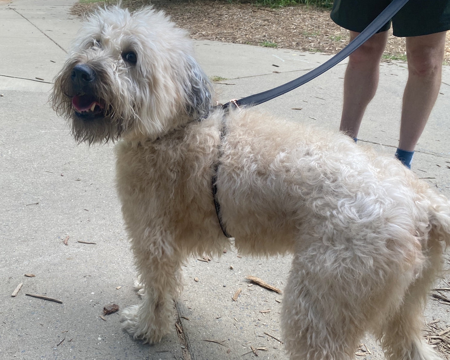 3 IN 1 COLLARE GUINZAGLIO PETTORINA