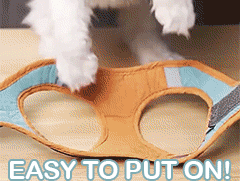 Pettorina Regolabile per Gatti con Guinzaglio – Gilet Riflettente