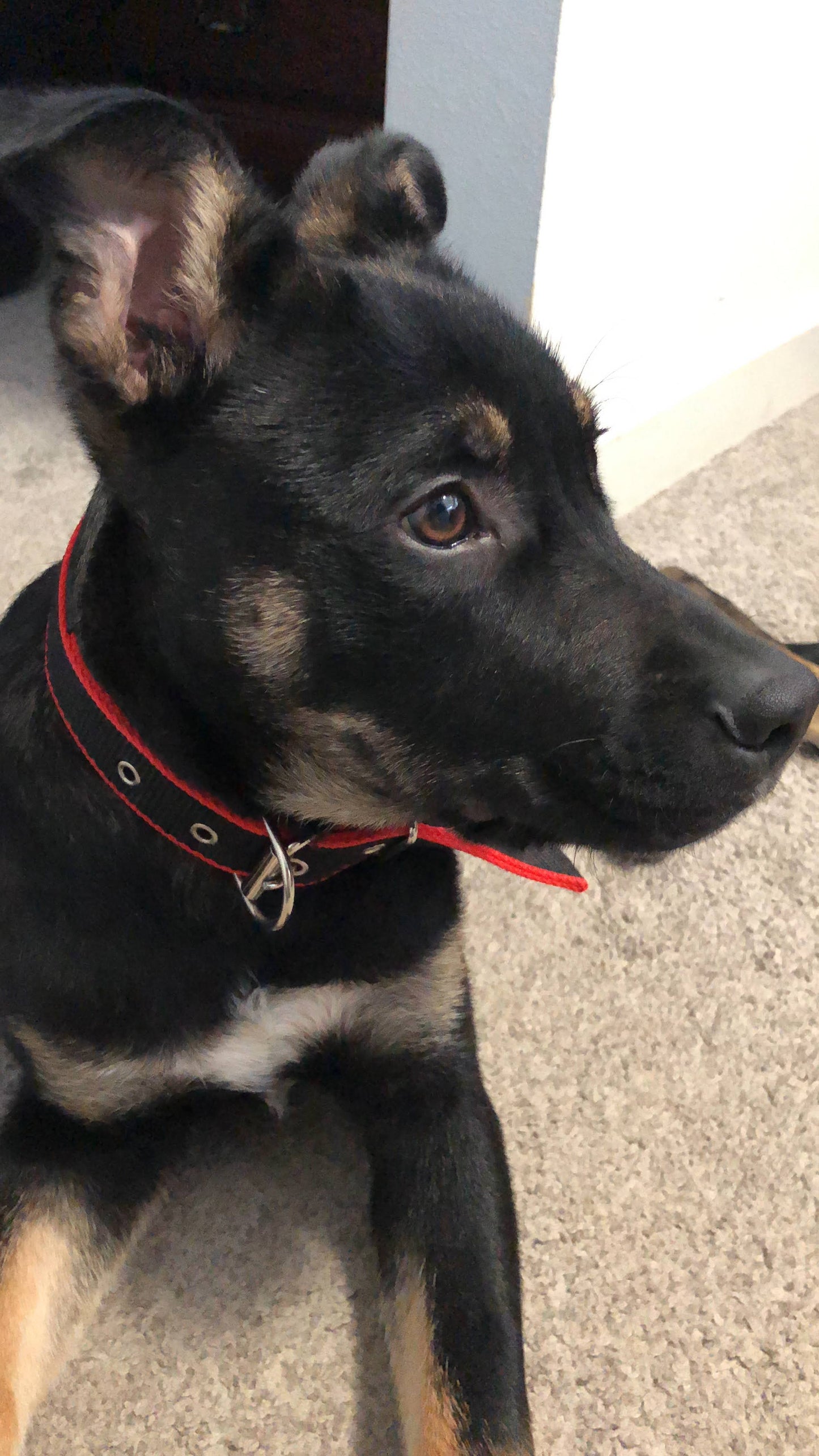 Collare per Cani Resistente – Rosso/Nero