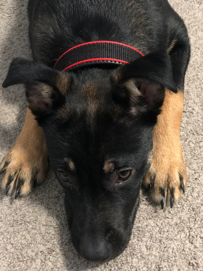 Collare per Cani Resistente – Rosso/Nero